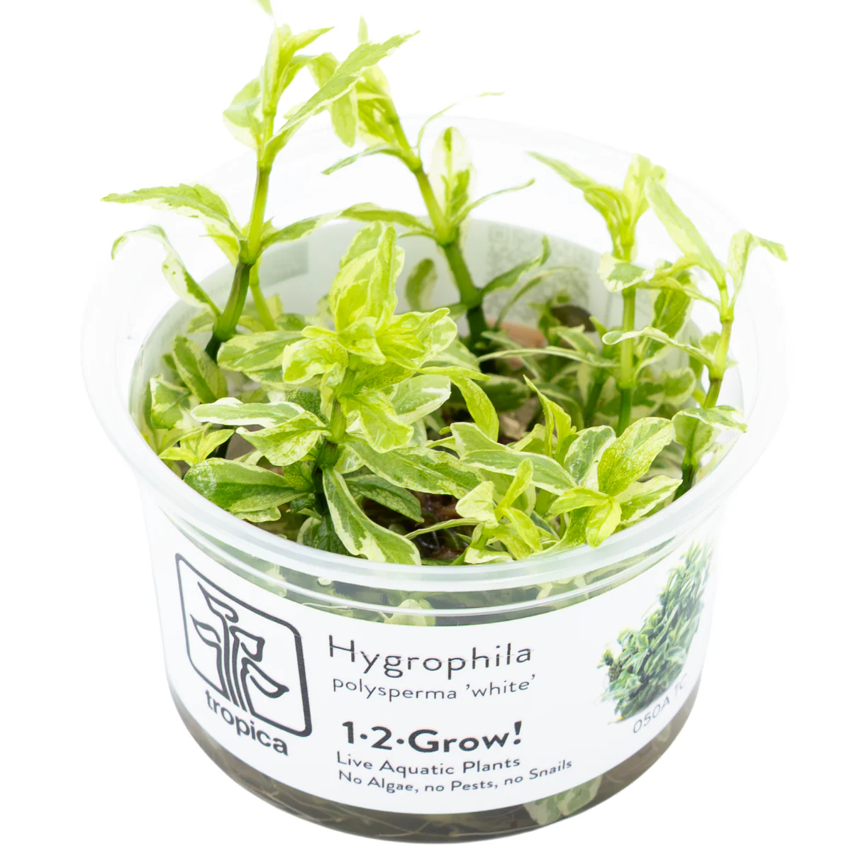 Tropica Hygrophila polysperma βWhiteβ 1-2-GROW