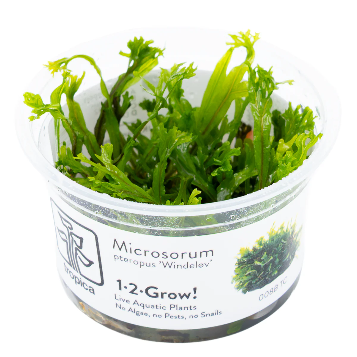 Tropica Microsorum pteropus 'Windelov' 1-2-GROW Java Fern